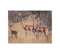 Antilope Girafe Gazelle，Puzzle pour Adultes 1000 Pièces en Papier Puzzles Jeu Cadeau Accueil Décoratif Mots Croisés（50x70cm）-F6