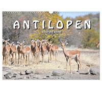 Antilopen, schön und schnell (Wandkalender 2026 DIN A3 quer), CALVENDO Monatskalender: Von den zierlichen Thomson Gazellen bis zu den starken ... Reise durch die afrikanische Antilopenwelt