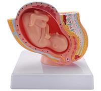 ANTIOCH Grossesse Humaine DéVeloppement FœTal 9èMe Mois Modèle Pelvien Embryonnaire Foetus Foetus Grossesse Anatomie Du Modèle Placenta