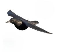 Anwicar Effaroucheur de Corbeaux - Anti-Oiseaux - Corbeau factice - The Crow - Épouvantail - Répulsif Pigeons pour Balcon et Jardin