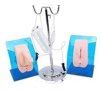 ANXYYDS Modèle de cathétérisme urinaire de Mannequin Masculin et féminin, simulateur de Pratique infirmière de Mannequin Interchangeable, modèle de Formation à la Pratique médicale