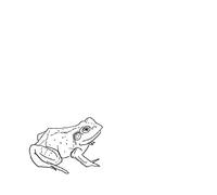 Aoife Odonovan - Bull Frogs Croon (and Other Songs) (Standard Editi
