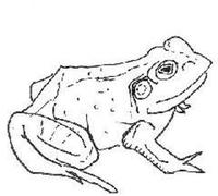 Aoife O'donovan - Bull Frogs Croon (And Other Songs) [Vinyl] Poster, Digital Dow