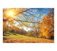 Aoihrraan 1,5x1m Automne Forêt Toile de Fond Érable Feuilles Soleil Or Automne Parc Scène Photographie Fond Action de grâces Moisson Parti Vacances Camping Enfants Adulte Portrait Photo Accessoires