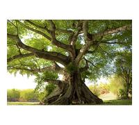Aoihrraan 1,5x1m Vieux Arbre Toile de Fond Forêt Parc Bois Herbe Champ Nature Paysage Photographie Fond Extérieur Pique-Nique Décoration Bannière Mariage Photo Enfants Adultes Art Portrait Prop