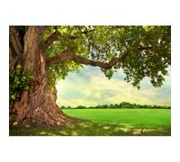 Aoihrraan 2,5x1,8m Paysage Printemps Arbre Herbe Verte Parc Bois Antique Ensoleillé Forêt Nature Paysage Photographie De Fond Bébé Douche Pique Nique Randonnée Camping Décoration Studio Photo Prop