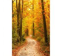 Aoihrraan 2,5x3m Automne Forêt Photographie Toile De Fond Or Jaune Erable Feuilles Bois Chemin Automne Nature Scène Fond en Plein Air Action De Grâces Parti Famille Vacances Portrait Photo Prop