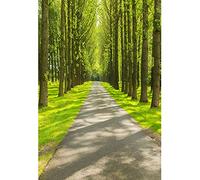 Aoihrraan 2,5x3m Nature Paysage Toile de Fond Vert Forêt Prairie Route Soleil Printemps Paysage Photographie Arrière-Plan Vacances extérieur Voyage fête Enfants Adultes Mariage Photo Accessoire