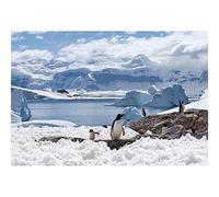 Aoihrraan 3,5x2,5m Pingouins Toile De Fond Champ Neige L'Antarctique Pôle Sud Glacier La Glace Océan Neiger Pays Merveilles Photographie Neiger Mon Thème Fête Bannière Enfants Garçons Fille Portrait