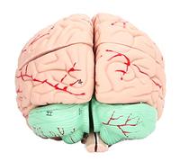 Aolidsive Modèle de Cerveau Humain pour Enfants, Outil d'anatomie éducatif en PVC avec Pièces Détachables pour Usage Scolaire et Domestique, Idéal pour l'apprentissage des Neurosciences