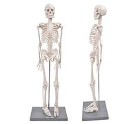 Aolidsive Modèle de Squelette Humain avec Support, Bras et Jambes Flexibles | Aide pédagogique d\'anatomie, base et tige de support, construction en résine spéciale, formation médicale dans les écoles