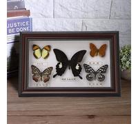 Aoresac Artisanal de Vrais Papillons pour la Décoration de la Maison, Ornement D'insecte Réaliste avec 5 Papillons, Idéal pour la Famille, les Amis, les Enfants et les Amoureux, adapté aux (Noire)