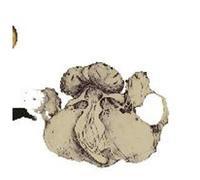 Ape of Naples CD