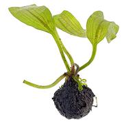 Aponogeton madagascariensis - Bulbe