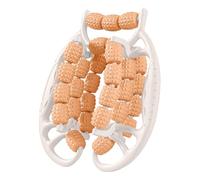 Appareil de massage des pieds, des bras et des jambes avec 30 rouleaux, outil coulissant d'acupression pour pieds pleins, pinces circulaires pour les coudes, appareil de relaxation profonde pour