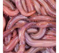 Appâts vivants de pêche en mer - Vers Américain x7