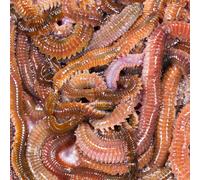 Appâts vivants de pêche en mer - Vers Jumbo Vert (Super Coréen Vert) 40gr