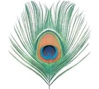 Apple Venus Volume 1