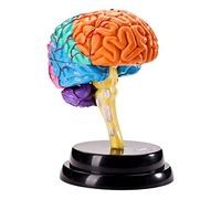 Apprentissage Cerveau Humain Modèle Anatomie
