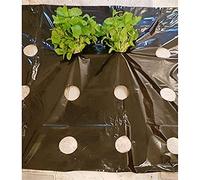 ApuaVireo&Co Film de paillis en Plastique Noir for Serre, 5 à 50 m, 5 Trous, for Plantes agricoles et légumes, Garde au Chaud, Anti-Herbe(20M)