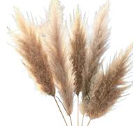 ApuaVireo&Co Herbe de la Pampa, Grandes compositions Florales, Bouquet de Mariage Moelleux de l'Oural, Grande Herbe séchée, cérémonie, décoration de Jardin Moderne for la Maison(10pcs)