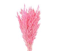 ApuaVireo&Co Herbe de la Pampa, Lot de 25 ou 50 Grandes Fleurs séchées Naturelles, en Forme d'épi de blé, for décoration d'intérieur(Rose Red,50pcs)