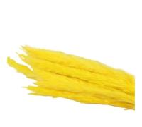 ApuaVireo&Co Lot de 15 Grandes Herbes de Pampa séchées Naturelles, Petites Herbes de Pampa artificielles for décoration de Maison, Magasin, Mariage, Campagne(Yellow)