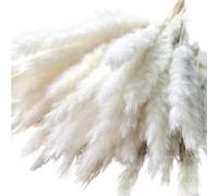 ApuaVireo&Co Lot de 15 Grandes Herbes de Pampa séchées Naturelles, Petites Herbes de Pampa artificielles for décoration de Maison, Magasin, Mariage, Campagne(White)