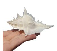 AQCDPJYU Coquillages, coquilles de conques d'océan Naturelles, parfaites for la fête à thème de Plage, Mariage, décoration de Maison, Bricolage Artisanat Aquarium(M)