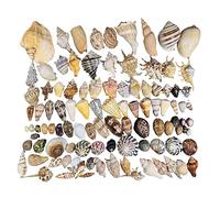 AQCDPJYU Coquillages de mer Coquillages naturels Grande Plage Mixte différentes Tailles for Aquarium Bricolage Artisanat fête à thème décoration de Mariage à la Maison(B)