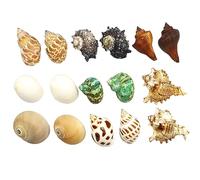 AQCDPJYU Fournitures de coquilles de Crabe ermite, Coquille de Remplacement Petite à Moyenne, conque Naturelle, décoration d'aquarium à Faire soi-même(C)