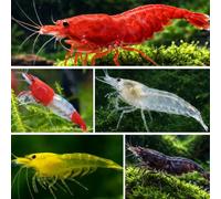Aqua Breeding Skill Lot de 10 crevettes d'aquarium vivantes Neocaridina de différentes Couleurs, Crevettes Vivantes pour Aquarium, Taille 1-1,5 cm, aquariophilie