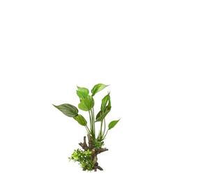 Aqua Della, Décoration pour Aquarium Flora Scape N° 10 Racine 41 x 23,5 x 31 cm, Convient pour l’Eau Douce et de mer, Détail Réaliste, Accessoire d'Aquarium, en résine de Polyester de Haute qualité