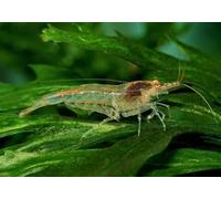 AquaBreedingSkill - Crevette Aquarium Vivante Neocaridina, 15 Pièces - Mangeur d’Algues Idéal pour Aquariophilie et Lot Crevette Aquarium aquariophilie