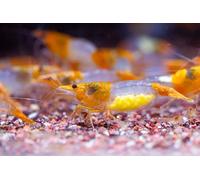 AquaBreedingSkill Lot de 10 crevettes d'aquarium vivantes Neocaridina de Orange Rilli, Crevettes Vivantes pour Aquarium, Taille 1-1,5 cm, aquariophilie