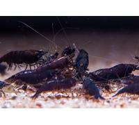 AquaBreedingSkill Lot de 10 Crevettes Neocaridina Noir King Kong - Crevettes Vivantes pour Aquarium - Naines Neocaridina, Habitants Pacifiques pour Aquariums, Taille 1,5-2 cm