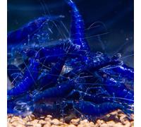 AquaBreedingSkill Lot de 10 Crevettes Saphir Bleu - Crevettes Vivantes pour Aquarium - Naines Neocaridina, Habitants Pacifiques pour Aquariums, Taille 1,5-2 cm