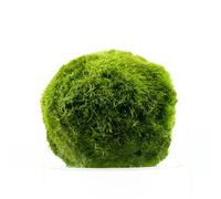 AquaBreedingSkill Marimo 7-9 cm - Grande boule à croissance lente env. 20 ans - Plante aquarium vivante (Aegagropila linnaei) - Idéale pour crevettes et poissons