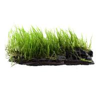 AquaBreedingSkill Mousse Taxiphyllum sp. sur racine ~15 cm - mousse d’aquarium vivante déjà enracinée, décoration naturelle prête à l’emploi pour aquarium d’eau douce