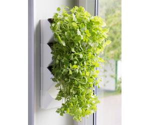 AQUAEL Herbier mural Versa Garden Herbs