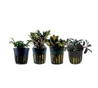 AquaOne 4 plantes aquatiques Bucephalandra pour aquarium
