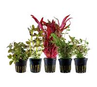 AquaOne Alternanthera Bacopa Rotala Ludwigia Lot de 5 plantes d'aquarium colorées en pot coloré