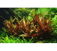AquaOne Alternanthera reineckii Plante aquatique d'aquarium Plante tige entièrement enracinée Facile d'entretien Facile d'entretien Décoration d'aquarium