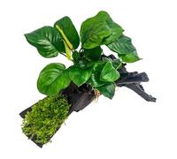AquaOne Anubias barteri et mousse d'aquarium, sur racine de mangrove, décoration naturelle d'aquarium, facile d'entretien, idéale pour les crevettes, les silures et l'aquascaping