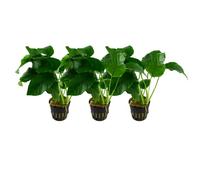 AquaOne Anubias Barteri var.barteri Lot de 3 plantes aquatiques pour aquarium Rhizome entièrement raciné, facile d'entretien, décoration aquatique