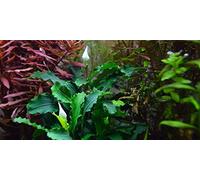 AquaOne Bucephalandra pygmaea Bukit Kelam Plante d'aquarium Plante aquatique Rhizome entièrement enracinée Facile d'entretien Décoration d'aquarium