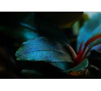 AquaOne Bucephalandra sordidula Plante aquatique pour aquarium Plante aquatique Rhizome entièrement enracinée Facile d'entretien Facile d'entretien Décoration d'aquarium