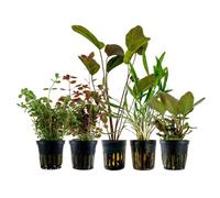 AquaOne Echinodorus Cryptocoryne Rotala Lot de 5 plantes d'aquarium colorées en pot coloré