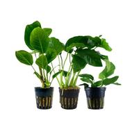 AquaOne Lot de 3 plantes aquatiques Anubias pour aquarium