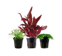 AquaOne Lot de 3 plantes aquatiques pour aquarium